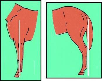 1. Correct: Side view - Straight Column of Bone