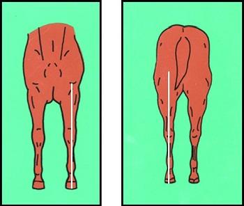 Front and Hind view - Straight Column of Bone