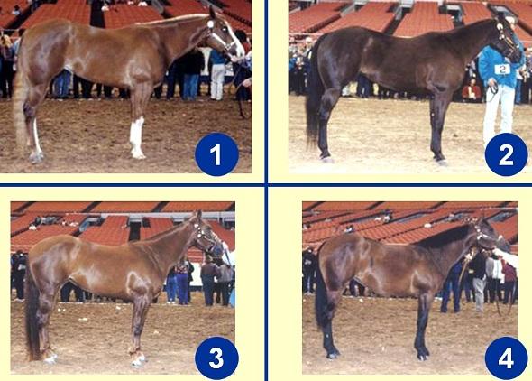 Quarter Horse Mares - Side Views