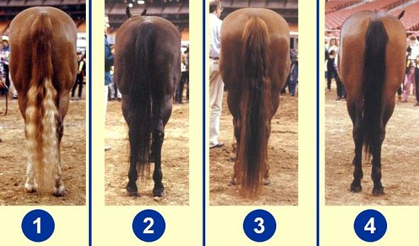 Quarter Horse Mares - Rear Views