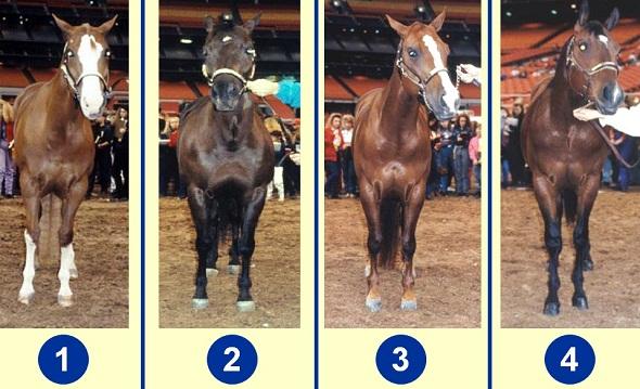 Quarter Horse Mares - Front Views