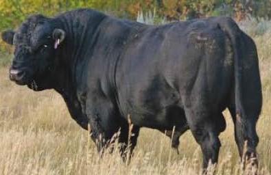 Simmental - Bull