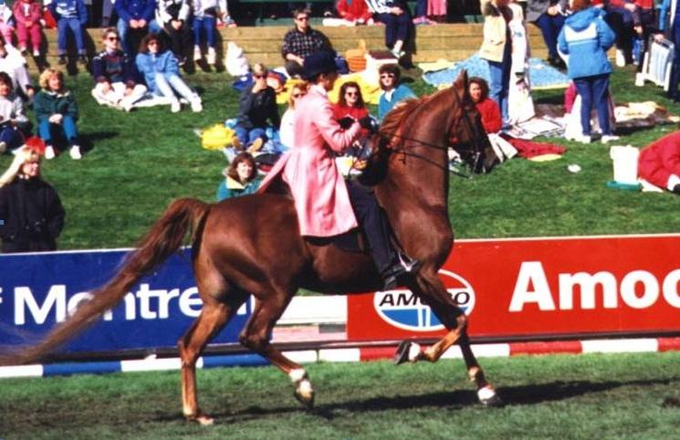 American Saddlebred Horse