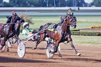 Standardbred Horse