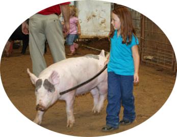 Swine Show