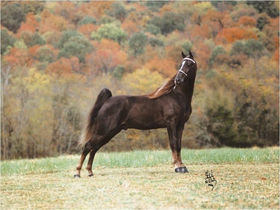 Tennessee Walking Horse