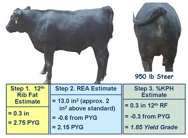 Test Your Market Steer Yield Grading Skills 1