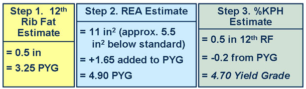 Test Your Market Steer Yield Grading Skills 11 answer