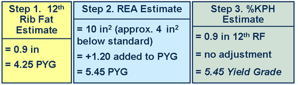 Test Your Market Steer Yield Grading Skills 12 answer