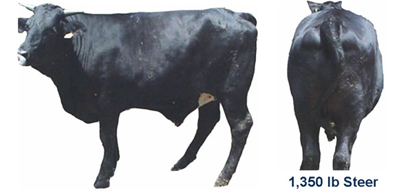 Test Your Market Steer Yield Grading Skills 12