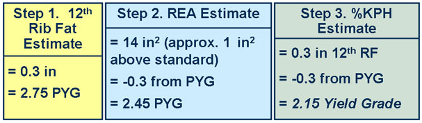 Test Your Market Steer Yield Grading Skills cow 3 answer