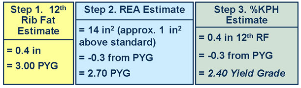 Test Your Market Steer Yield Grading Skills cow 4 answer