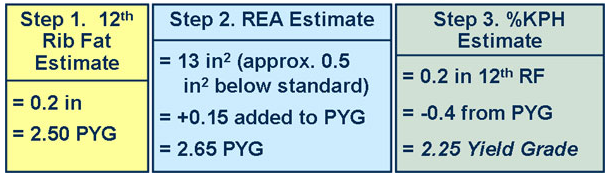 Test Your Market Steer Yield Grading Skills cow 5 answer