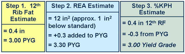 Test Your Market Steer Yield Grading Skills cow 6 answer