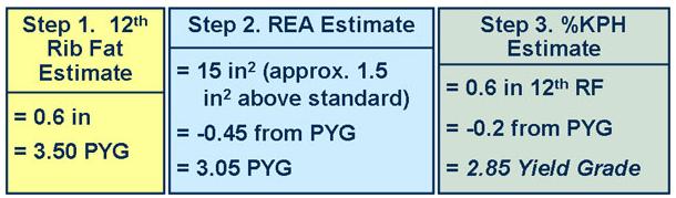 Test Your Market Steer Yield Grading Skills cow 7 answer