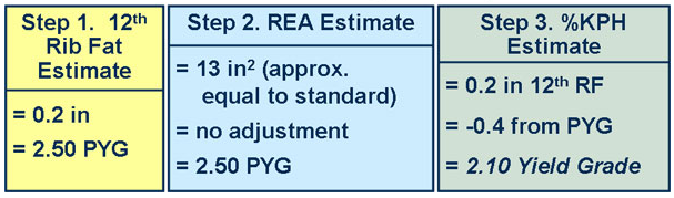 Test Your Market Steer Yield Grading Skills cow 8