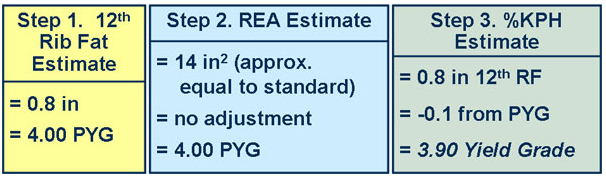 Test Your Market Steer Yield Grading Skills cow 9 answer