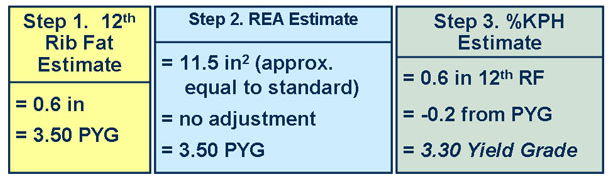 Test Your Market Steer Yield - grading Skills