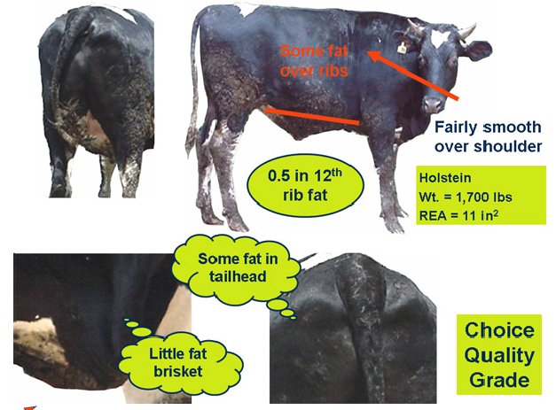 Judging Holstein