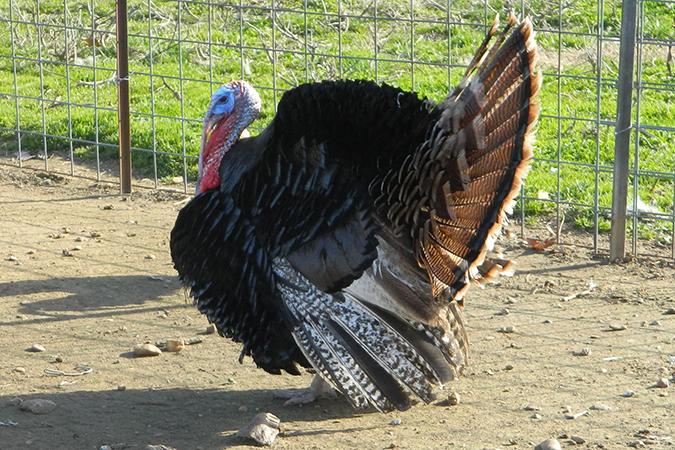 Tom Turkey - Small