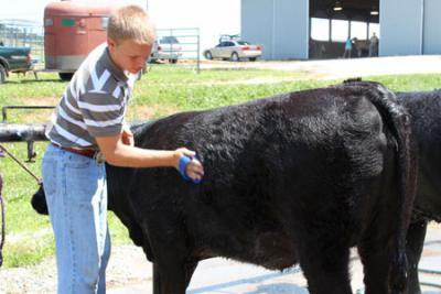 Washing Heifer