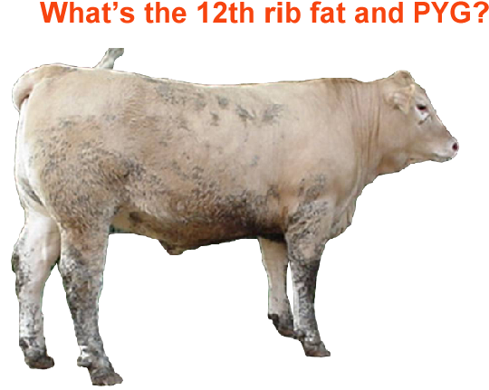 Whats the 12th rib fat and PYG