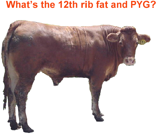 Whats the 12th rib fat and PYG